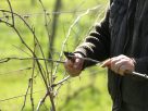 Szeged, Oláh János, Gyálarét, szőlő, metszés, tavasz, gazdálkodás, termesztés