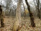 Szeged, újszeged, Gergő liget, tél, december, időjárás, erdő, ártér, kirándulás, túrázás