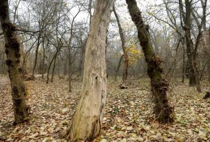 Szeged, újszeged, Gergő liget, tél, december, időjárás, erdő, ártér, kirándulás, túrázás