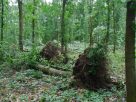Súlyos károkat okozott az időjárás az észak-kelet-magyarországi erdőkben