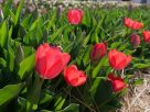tulipános kert Mórahalom